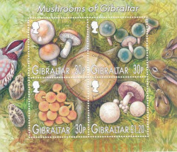 Малый лист. Гибралтар. Гибралтарские грибы.