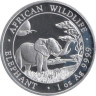  Сомали. 100 шиллингов 2019 год. Африканский слон - Фауна Африки. 